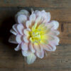 Daydreamer - Image 2