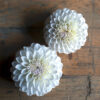 Ferncliff Pearl