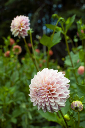Grow Great Dahlias Hands-On Workshop - Spring 2024 - Image 5