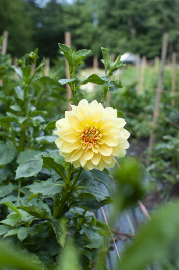 Grow Great Dahlias Hands-On Workshop - Spring 2024
