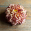 Robann Butterscotch