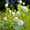 Ferncliff Pearl - Image 2